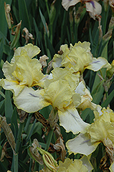 Startled Iris (Iris 'Startled') at Stonegate Gardens