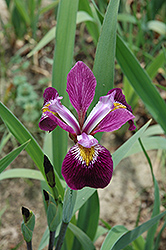 John Wood Blue Flag Iris (Iris versicolor 'John Wood') at A Very Successful Garden Center