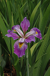 Southern Blue Flag Iris (Iris virginica) at A Very Successful Garden Center