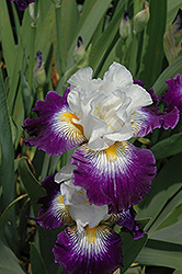 Flash Of Light Iris (Iris 'Flash Of Light') at A Very Successful Garden Center