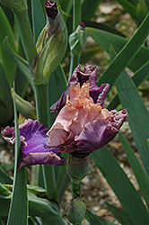 Florentine Silk Iris (Iris 'Florentine Silk') at A Very Successful Garden Center