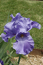 Blue Temptation Iris (Iris 'Blue Temptation') at Stonegate Gardens