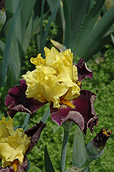 On The Town Iris (Iris 'On The Town') at A Very Successful Garden Center