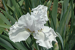 Battlestar Atlantis Iris (Iris 'Battlestar Atlantis') at Stonegate Gardens