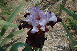 Vigilant Iris (Iris 'Vigilant') at A Very Successful Garden Center