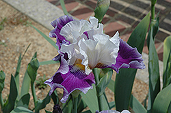 Hoosier Dome Iris (Iris 'Hoosier Dome') at A Very Successful Garden Center
