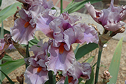 Dollar Iris (Iris 'Dollar') at A Very Successful Garden Center