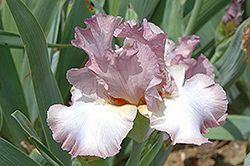 Blue Persuasion Iris (Iris 'Blue Persuasion') at A Very Successful Garden Center