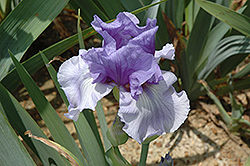 Poet's Rhyme Iris (Iris 'Poet's Rhyme') at A Very Successful Garden Center