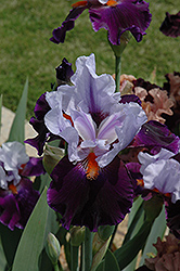 Chelsea Blue Iris (Iris 'Chelsea Blue') at A Very Successful Garden Center