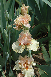Bundle Of Love Iris (Iris 'Bundle Of Love') at A Very Successful Garden Center