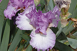 It's A Pleasure Iris (Iris 'It's A Pleasure') at A Very Successful Garden Center