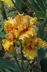 Nectar Of The Gods Iris (Iris 'Nectar Of The Gods') at A Very Successful Garden Center