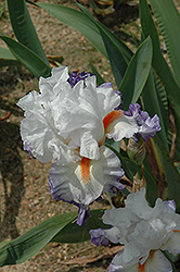 Restless Heart Iris (Iris 'Restless Heart') at A Very Successful Garden Center