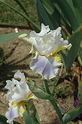 Morning Sunrise Iris (Iris 'Morning Sunrise') at A Very Successful Garden Center