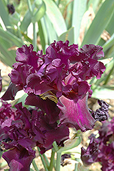 Libra Star Iris (Iris 'Libra Star') at A Very Successful Garden Center