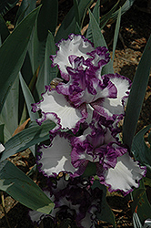 Barbara May Iris (Iris 'Barbara May') at A Very Successful Garden Center