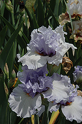 Dance Recital Iris (Iris 'Dance Recital') at A Very Successful Garden Center
