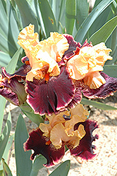 Glamour Pants Iris (Iris 'Glamour Pants') at A Very Successful Garden Center