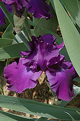 Brazenberry Iris (Iris 'Brazenberry') at A Very Successful Garden Center