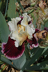 Raspberry Swirl Iris (Iris 'Raspberry Swirl') at A Very Successful Garden Center