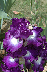 Spot Starter Iris (Iris 'Spot Starter') at A Very Successful Garden Center
