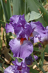 Pacific Fire Iris (Iris 'Pacific Fire') at A Very Successful Garden Center