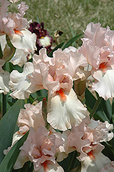 Rhapsody In Peach Iris (Iris 'Rhapsody In Peach') at Lakeshore Garden Centres