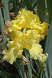 Grand Metallic Iris (Iris 'Grand Metallic') at A Very Successful Garden Center