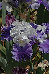 Charleston Iris (Iris 'Charleston') at A Very Successful Garden Center