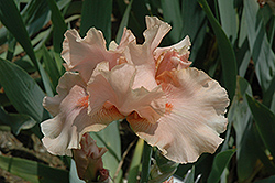 Pink Champagne Iris (Iris 'Pink Champagne') at A Very Successful Garden Center