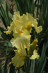 Mac Shawe Iris (Iris 'Mac Shawe') at Lakeshore Garden Centres