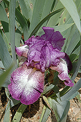 Cross Stitch Iris (Iris 'Cross Stitch') at A Very Successful Garden Center