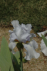 Over And Over Iris (Iris 'Over And Over') at A Very Successful Garden Center