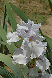 Misty Twilight Iris (Iris 'Misty Twilight') at A Very Successful Garden Center