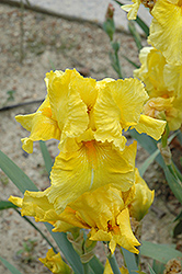 Pleasant Peasant Iris (Iris 'Pleasant Peasant') at Lakeshore Garden Centres