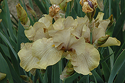 Lorna's Pride Iris (Iris 'Lorna's Pride') at Lakeshore Garden Centres