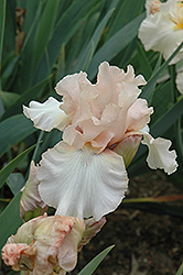 Mystery Blush Iris (Iris 'Mystery Blush') at Stonegate Gardens