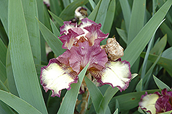 All Revved Up Iris (Iris 'All Revved Up') at Stonegate Gardens