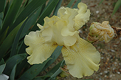 Lichen Iris (Iris 'Lichen') at A Very Successful Garden Center