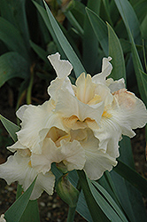 Light Rebuff Iris (Iris 'Light Rebuff') at Stonegate Gardens