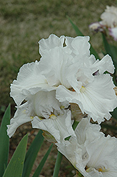 Lunar Whitewash Iris (Iris 'Lunar Whitewash') at A Very Successful Garden Center
