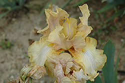 Liquid Amber Iris (Iris 'Liquid Amber') at A Very Successful Garden Center