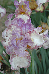 Northward Ho Iris (Iris 'Northward Ho') at Stonegate Gardens