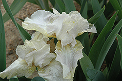 Renown Iris (Iris 'Renown') at A Very Successful Garden Center