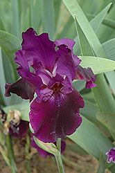 Midnight Caller Iris (Iris 'Midnight Caller') at A Very Successful Garden Center
