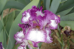 Mariposa Autumn Iris (Iris 'Mariposa Autumn') at A Very Successful Garden Center