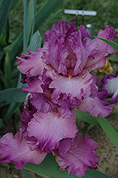 Secondhand Rose Iris (Iris 'Secondhand Rose') at A Very Successful Garden Center