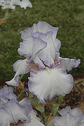 Amethyst Winter Iris (Iris 'Amethyst Winter') at A Very Successful Garden Center