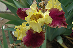 Blatant Iris (Iris 'Blatant') at A Very Successful Garden Center